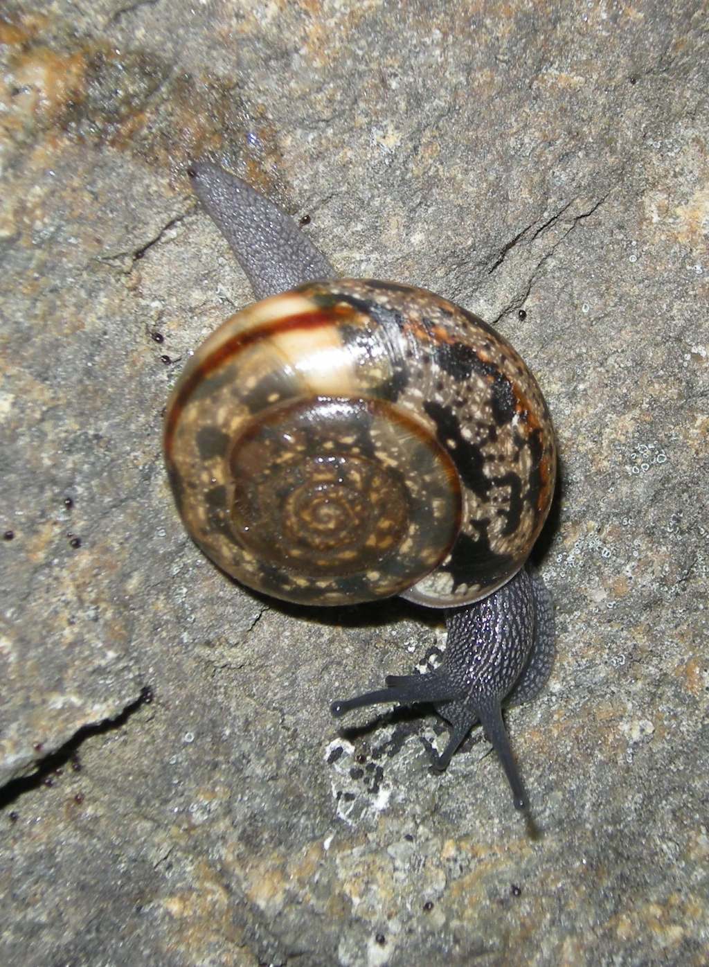 Chilostoma  padanum da Ror (TO)